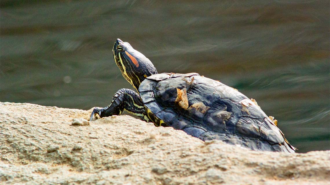 A turtle rising out of the water onto a rock.
