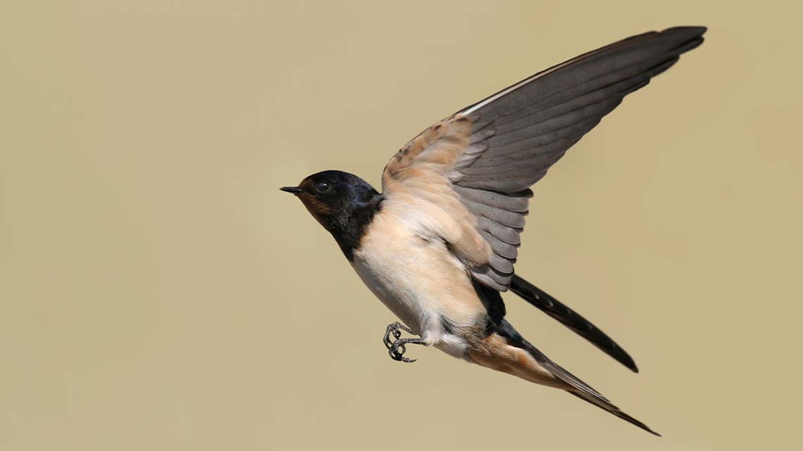 A small bird flying in the air. It’s wings are wide.