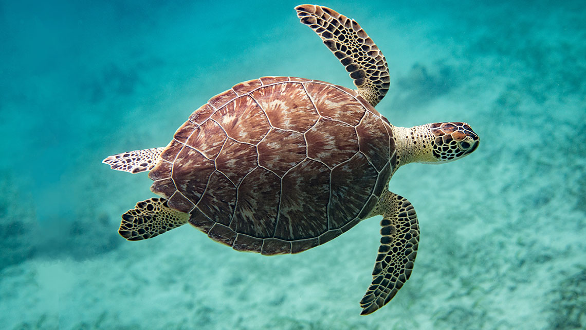 A sea turtle with its flippers extended moves through the ocean.