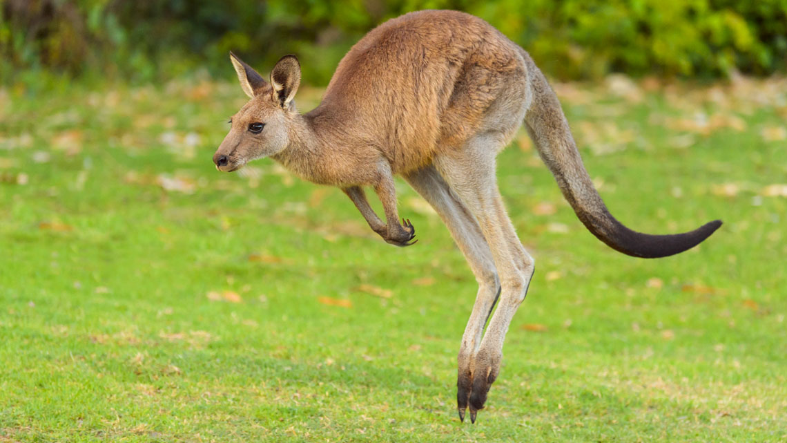 A kangaroo using its feet and tail to hop through a field.