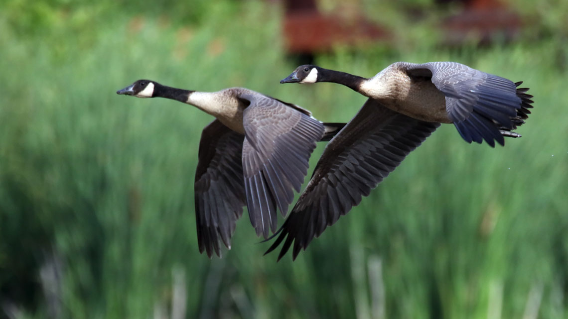 Geese flapping their wings to fly.