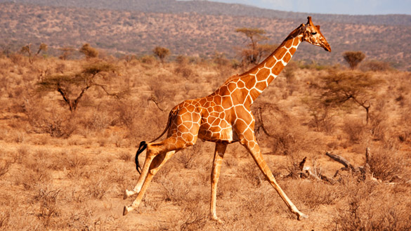 A giraffe running across dry land.
