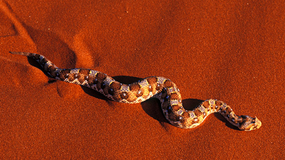A snake moves in a wavy pattern across sand.
