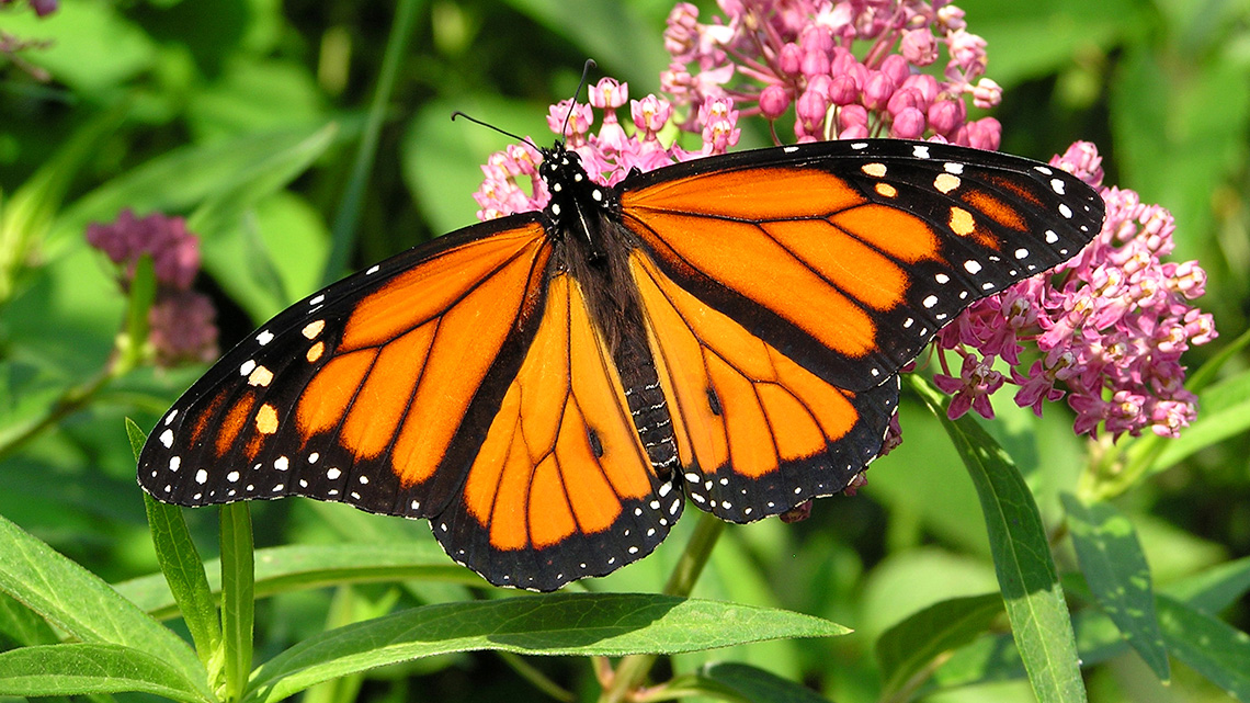 A monarch butterfly sits on top of butterfly weed flowers.