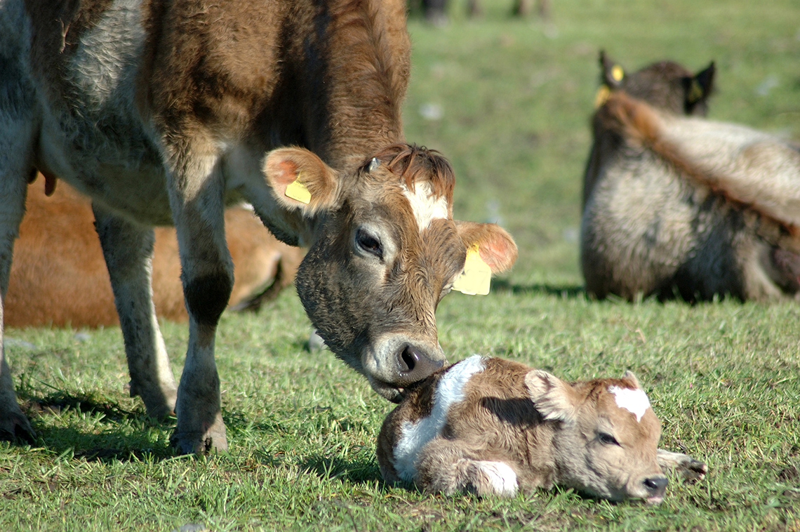 A cow licking her baby calf.