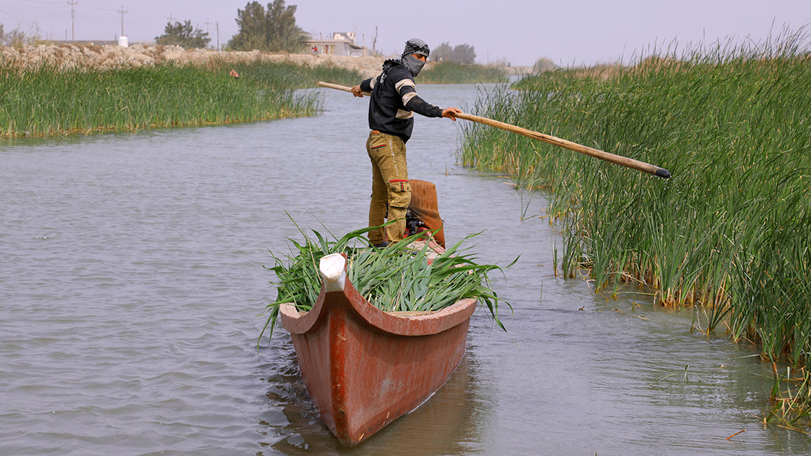 Iraqi farmer harvesting marsh reeds while travelling by canoe.
