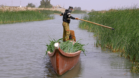 Iraqi farmer harvesting marsh reeds while travelling by canoe.