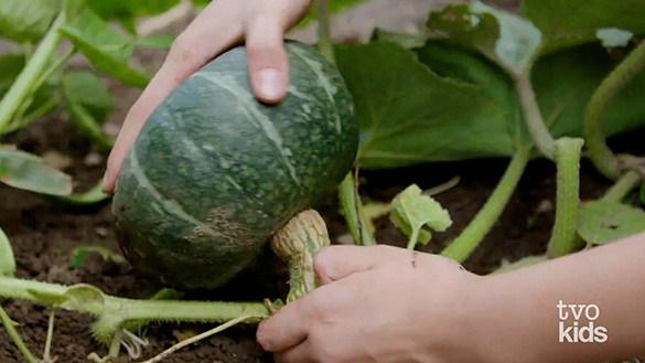 Picking squash