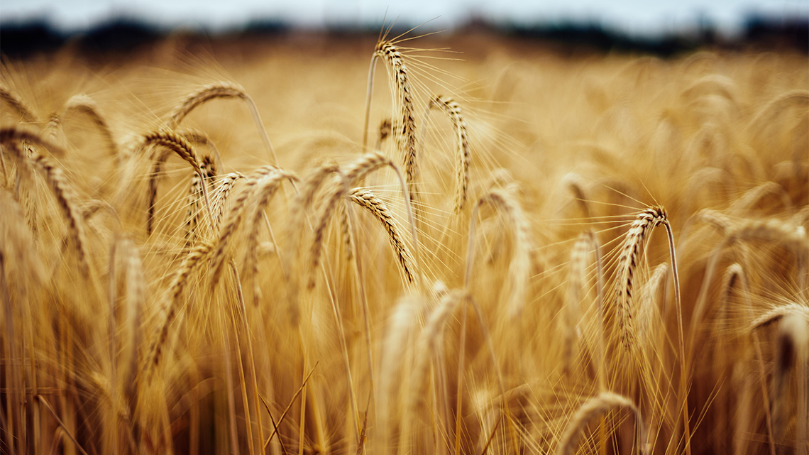 A field of wheat.