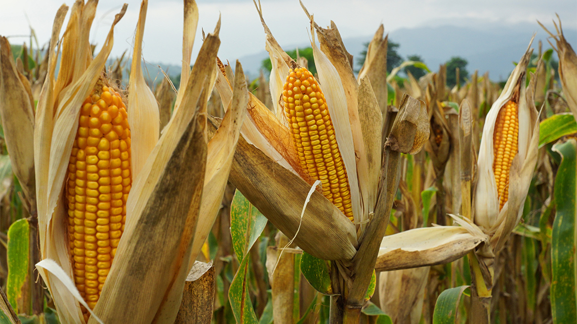 A field of corn.