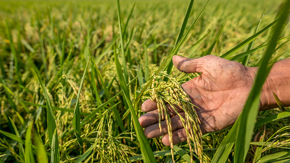 A person’s hand holding growing rice in a field.