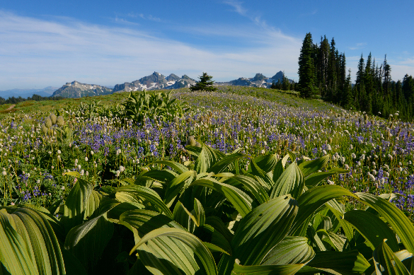 A field of wildflowers growing in the wild on a tall mountain.
