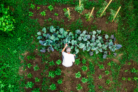 A person working on growing vegetables in their vegetable garden.