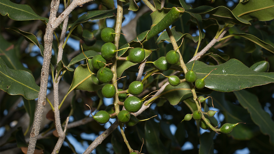 Macadamia nuts growing on a tree.