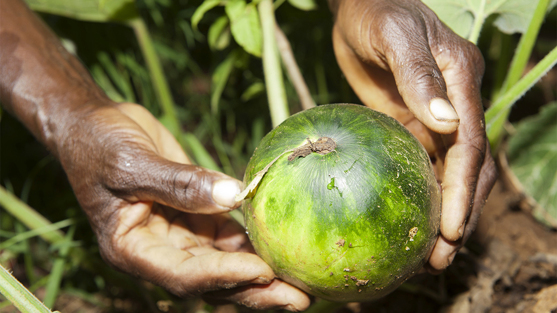 A watermelon growing on the ground.