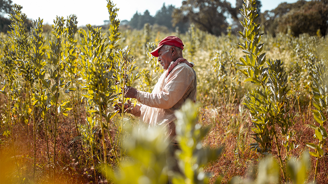 A farmer taking green beans off of tall bean stalks.