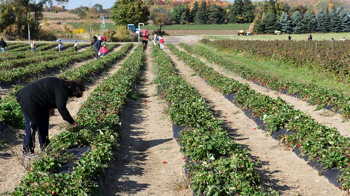 People picking strawberries from strawberry bushes.