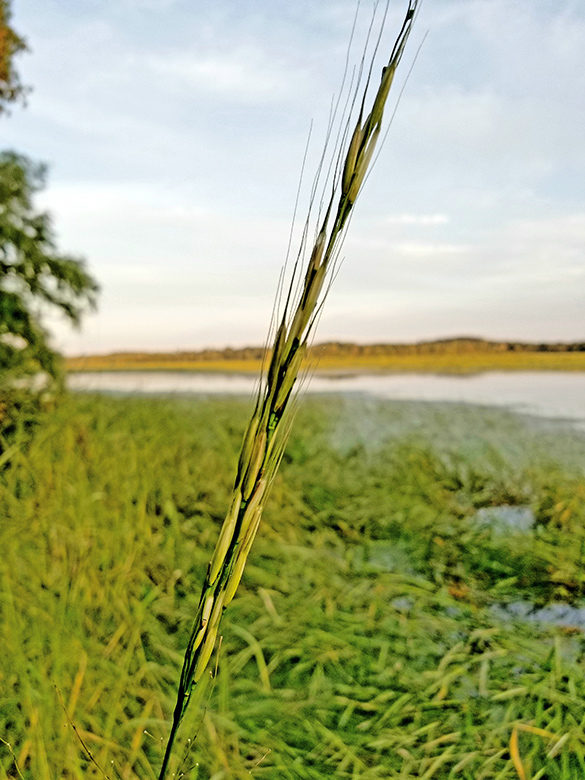 A close-up stalk of wild rice in front of wild rice on a river.
