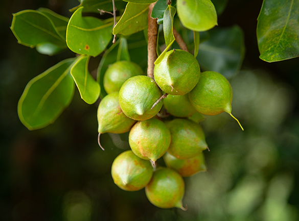 A bunch of macadamia nuts on a macadamia tree.