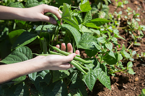 Green beans being picked off a green bean plant.