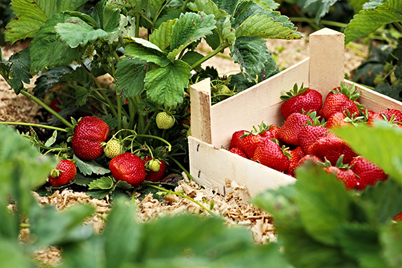 Strawberries on a plant are being picked and put into a box.