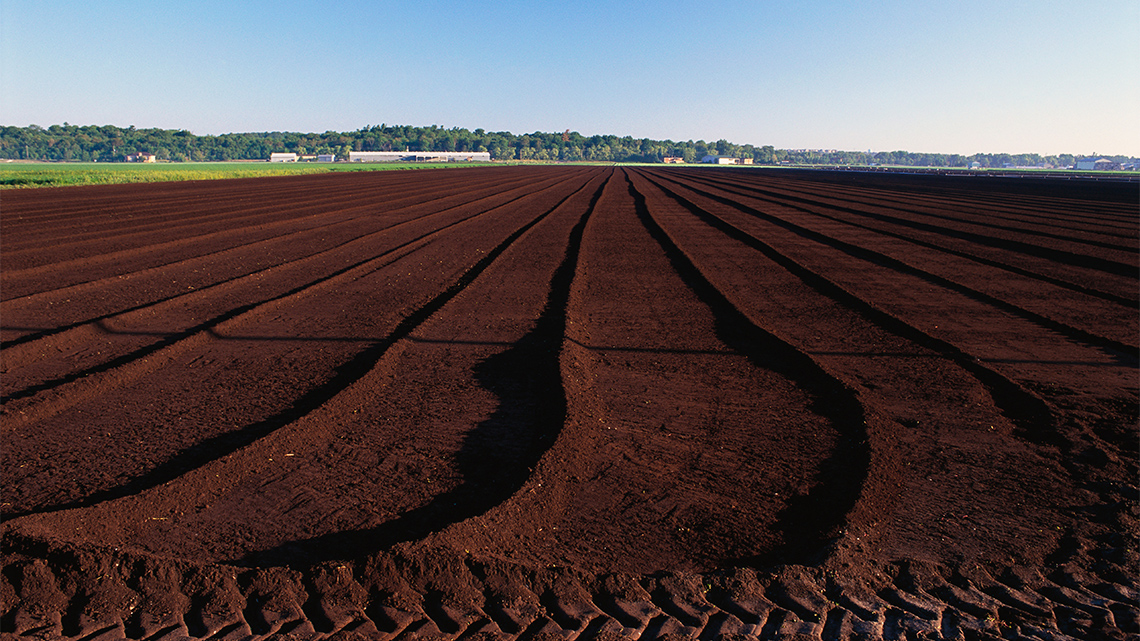 The Holland Marsh fields plowed and ready for planting.