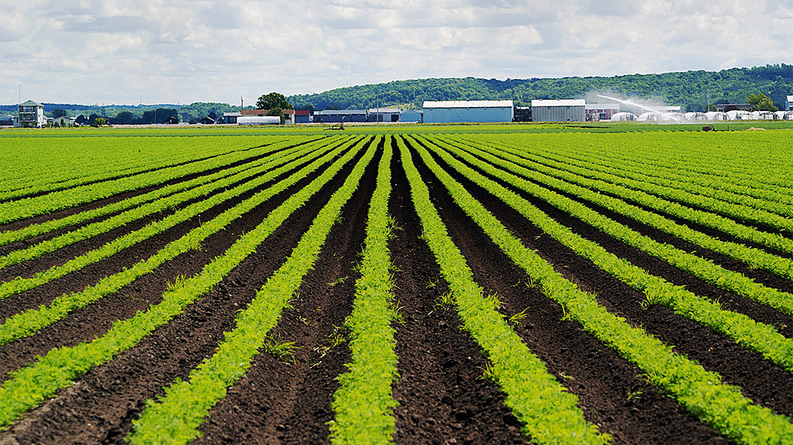 A field of carrots growing.