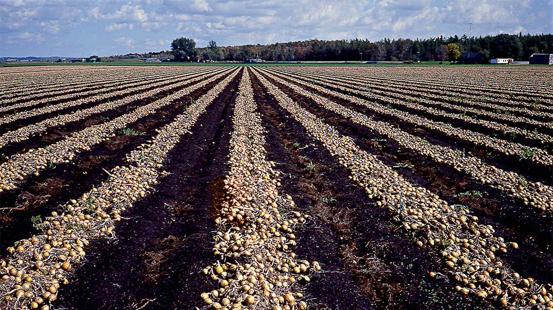 A crop of onions is drying in the field.