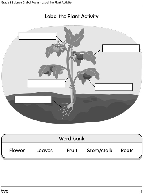 Label the Plant Activity