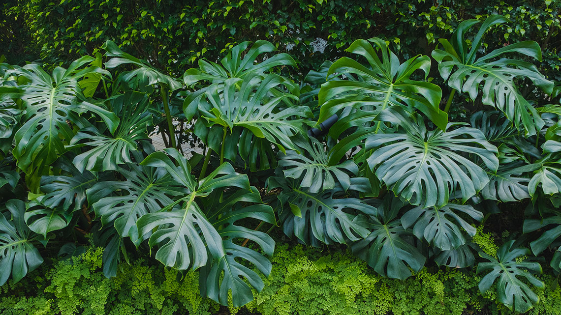 Large monstera plants with multiple dark green stems and big leaves.