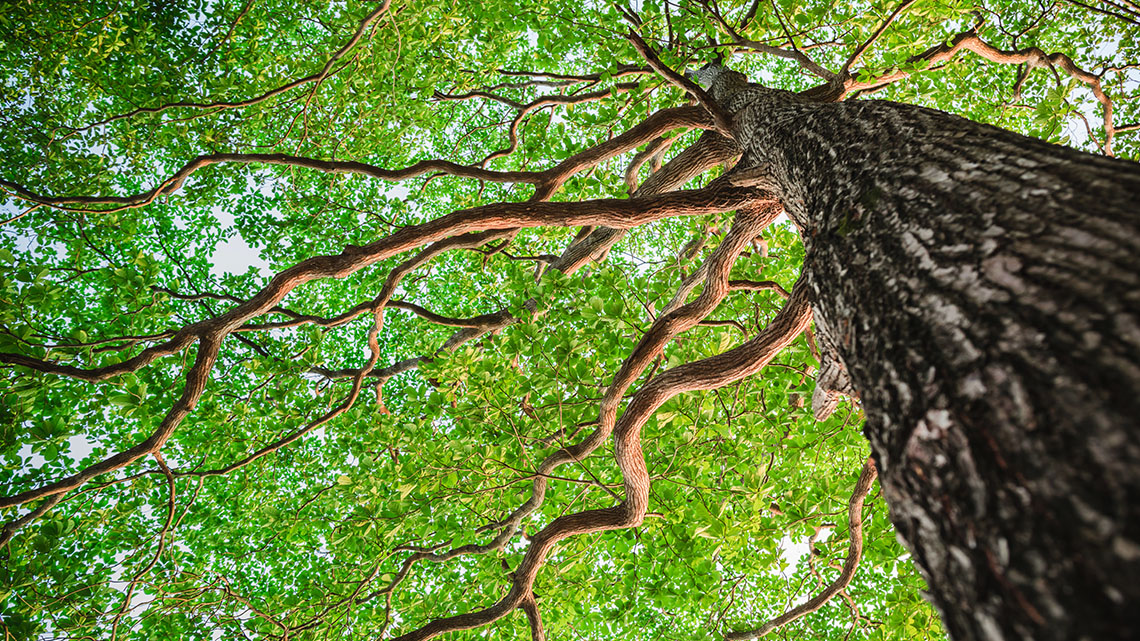 A tall tree planted in the ground and with many healthy branches and green leaves.