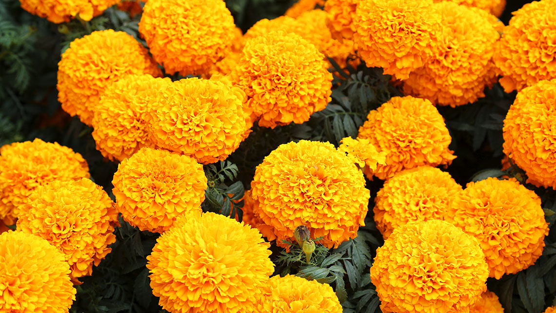 A marigold plant with green stems and leaves, and blooming yellow flowers.