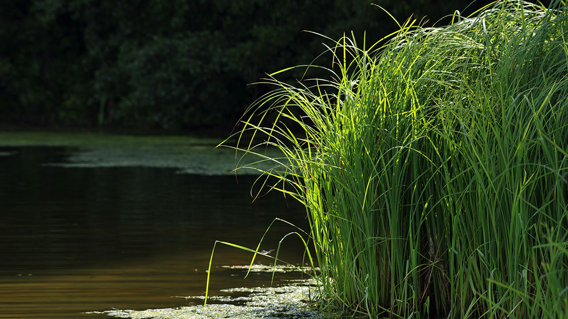 Reeds growing tall green stems out of water in a wetland.