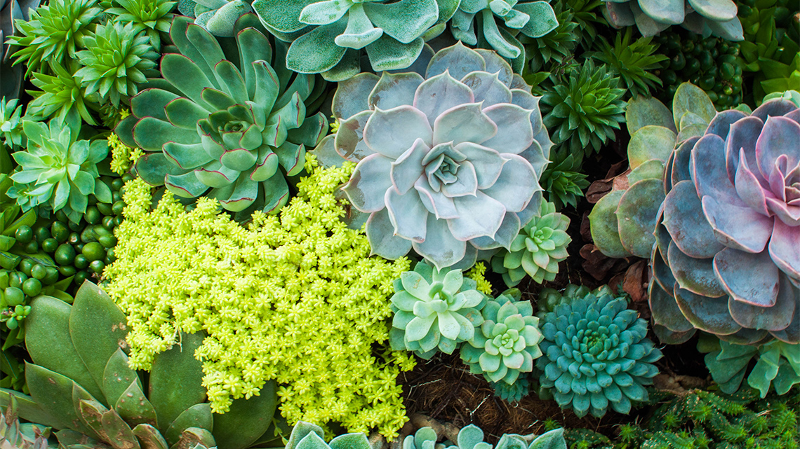 A variety of succulents with big and small thick leaves. Colours vary from different shades of green to blues and pinks.