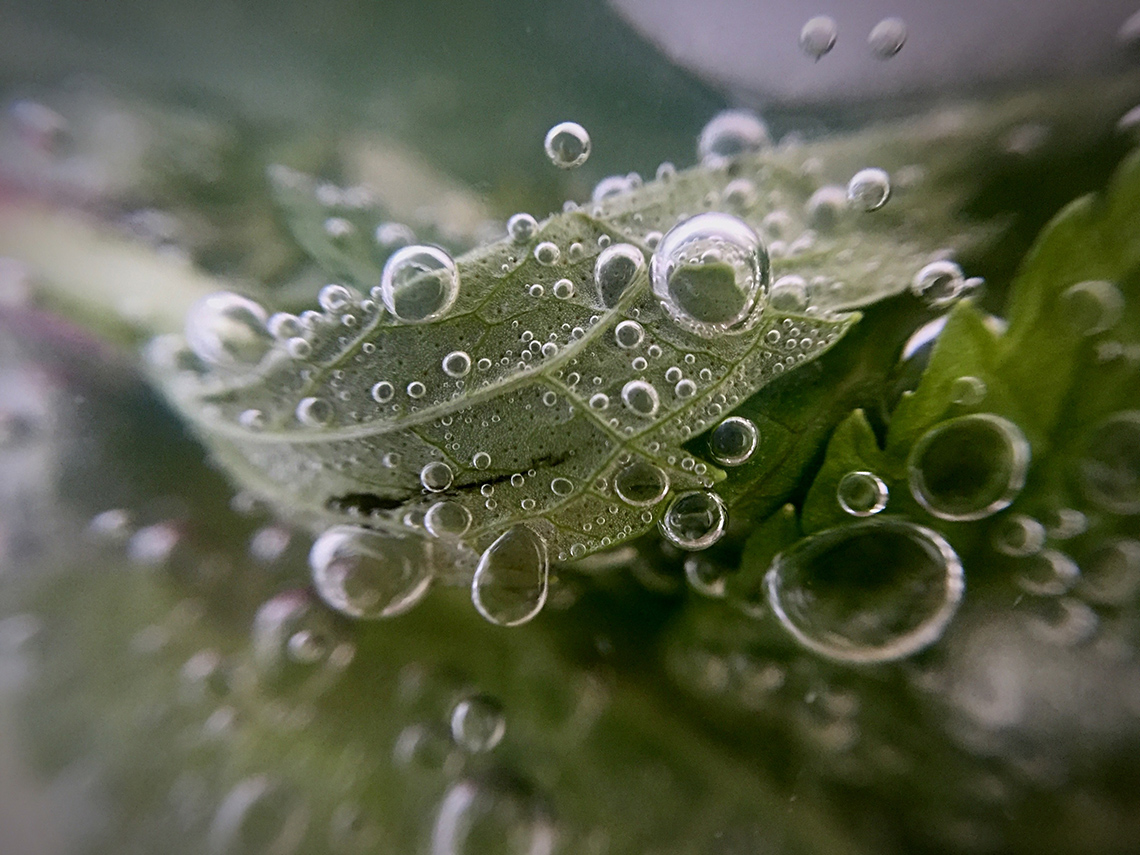 A leaf under water. The leaf is covered in small air bubbles that rise to the water’s surface.