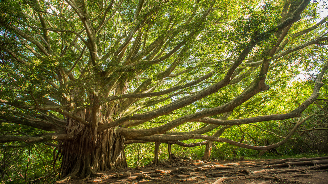 A large tree in a forest with many branches.