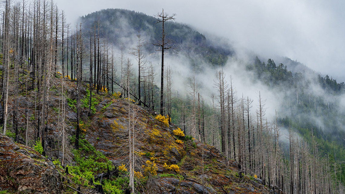 Aftermath of a wildfire with smoke rising from burnt trees and plants in the forest.