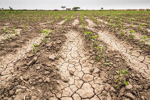 Dry and cracked soil with only a few plants growing from it.