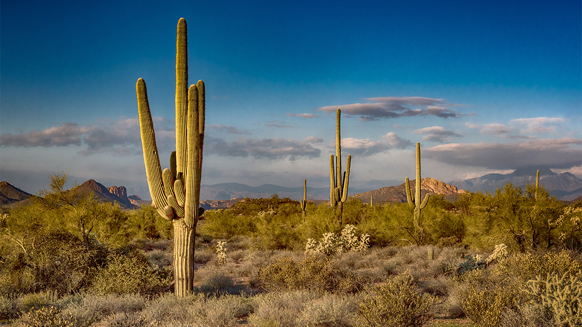 A dry area with several tall cacti.