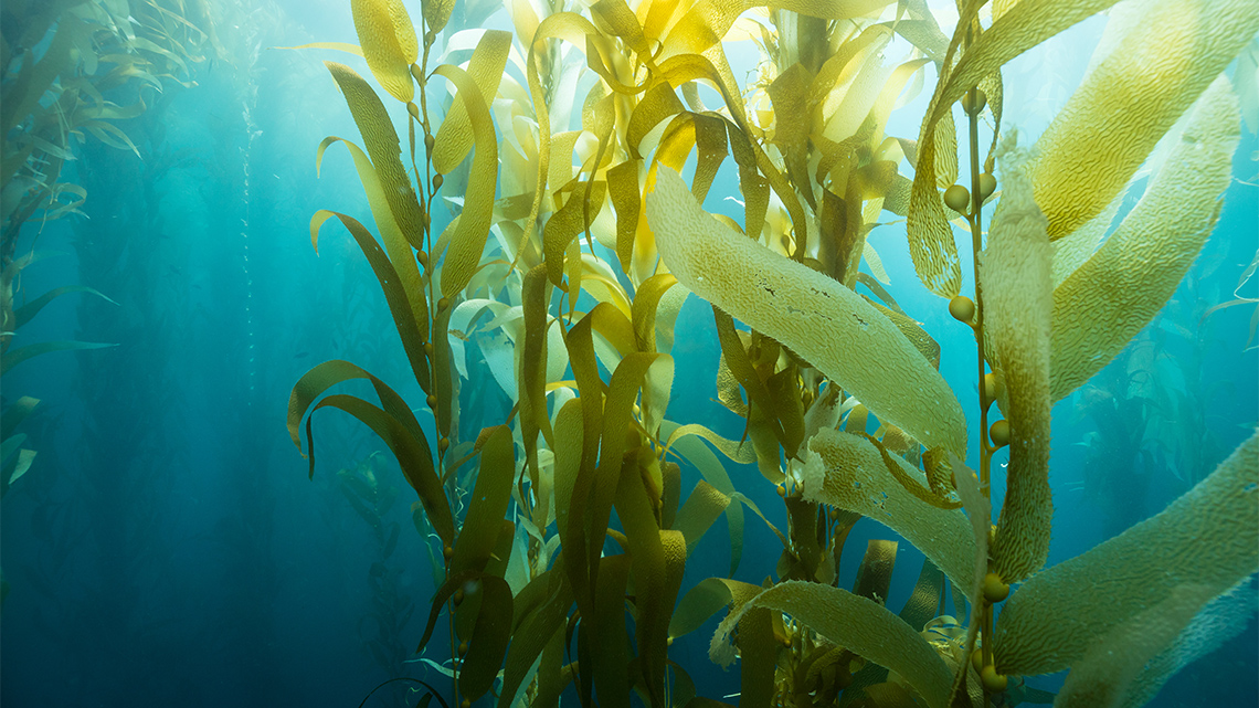 Kelp grows underwater near the surface of the water where it can also get sunlight.