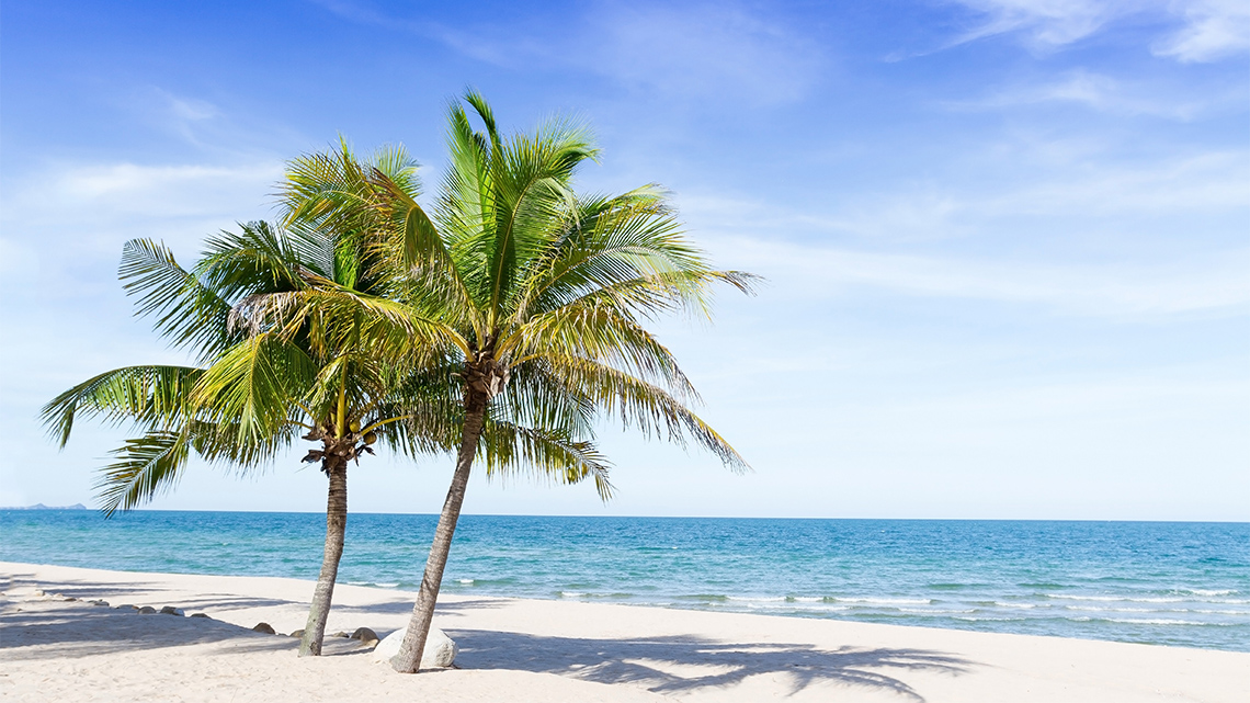 Two palm trees grow on a sunny sand beach.