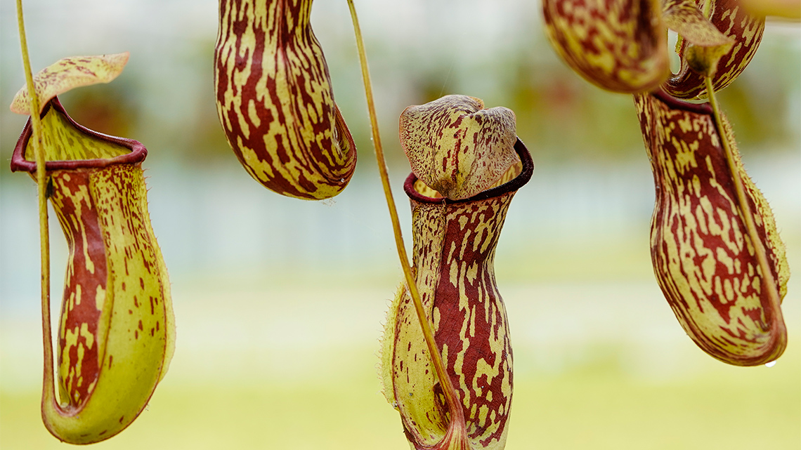 Several pitcher plants. These plants trap bugs in their pitchers.
