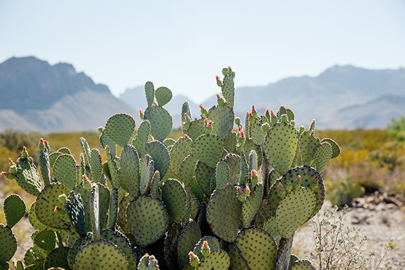 A cactus growing in the desert. It has wide leaves covered in spikes.