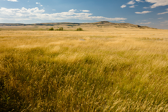 A large area of grassland on a fairly flat area.