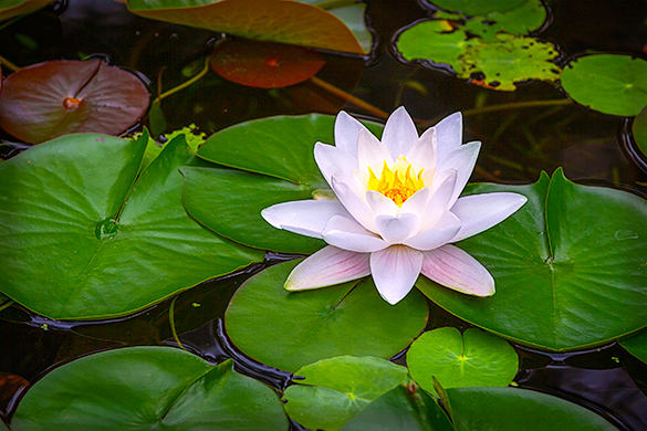 A water lily flower and leaves growing on the surface of the water.