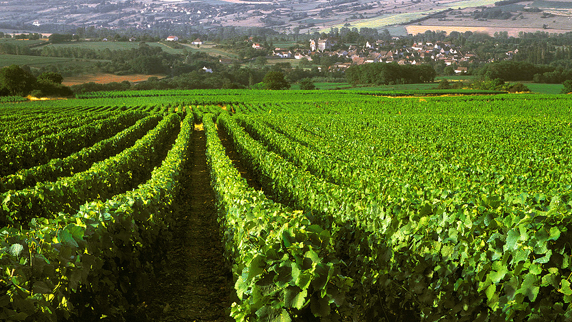Crops growing in a large field.