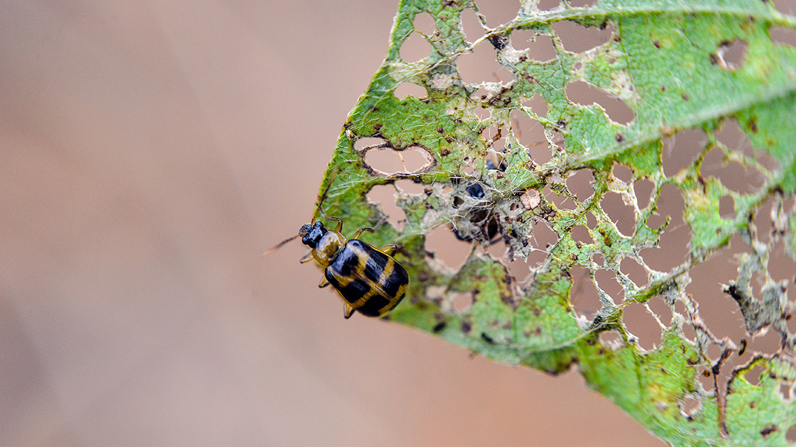 A bug on a leaf with many holes.