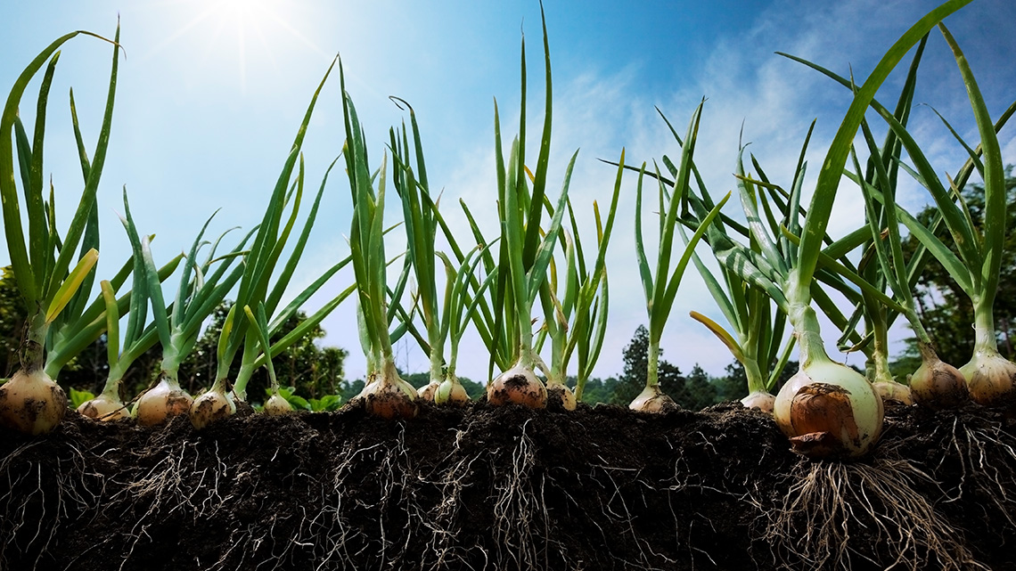 Onions growing in the ground.
