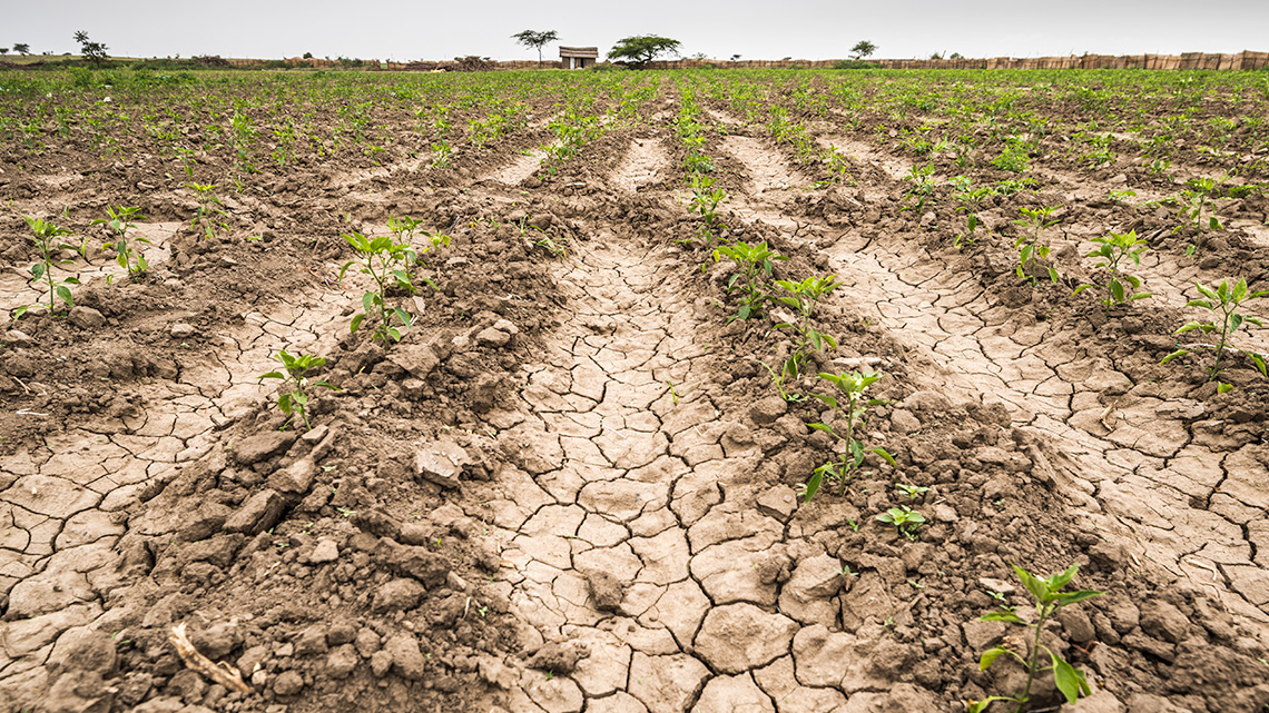 Young plants growing in a dry, cracked field.
