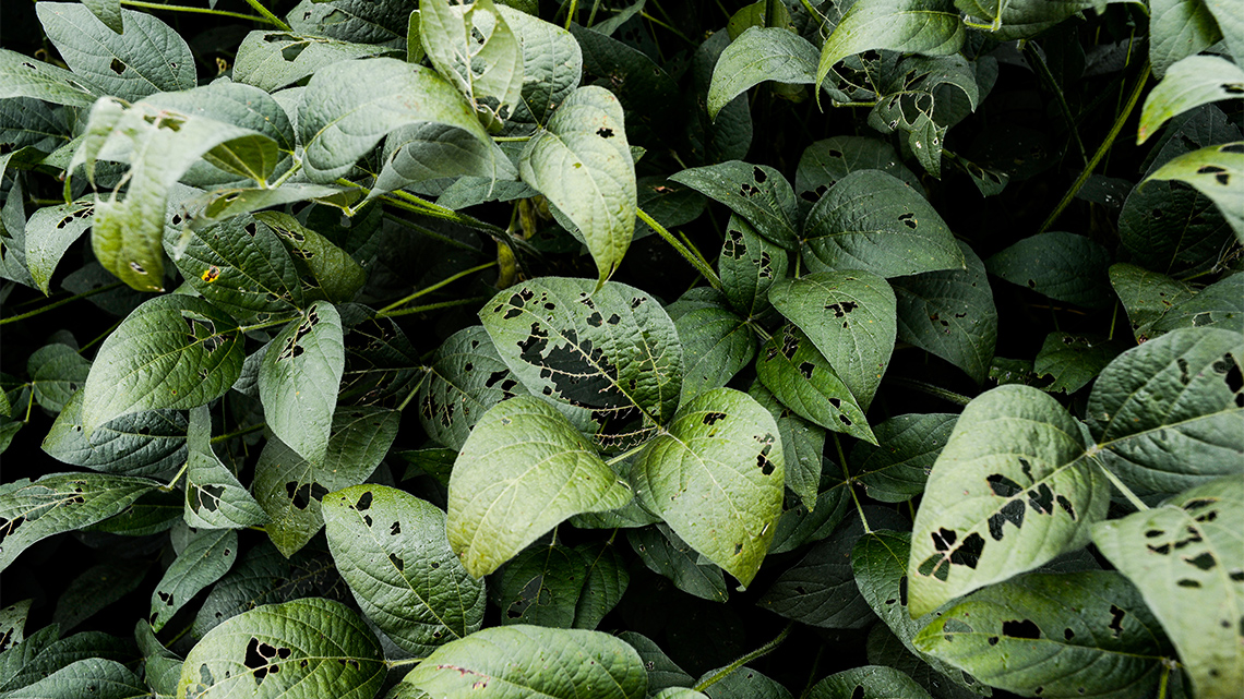 A plant with green leaves that have big holes where an insect has eaten the leaves.